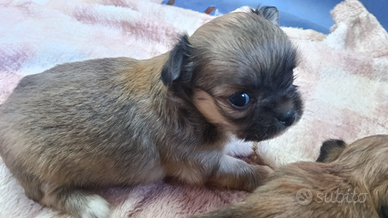 Chihuahua cuccioli maschi femmine