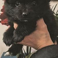 Cucciola Spitz tedesco