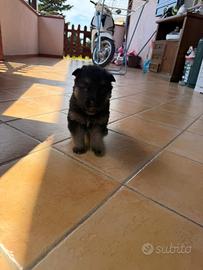 Cuccioli di pastore tedesco
