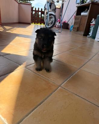 Cuccioli di pastore tedesco