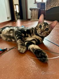 Gatto Bengala maschietto
