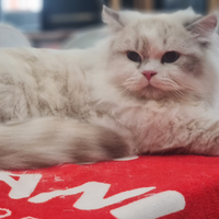 Scottish fold &Highland Straight