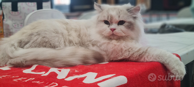 Scottish fold &Highland Straight