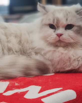 Scottish fold &Highland Straight