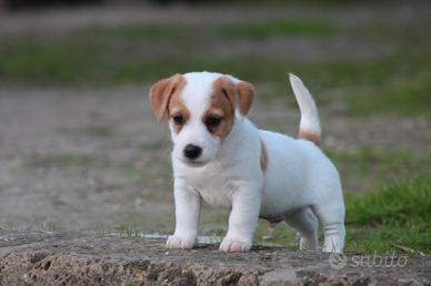 Jack russell terrier
