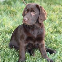 Cuccioli labrador chocolate