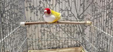 Diamanti di gould