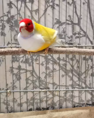 Diamanti di gould
