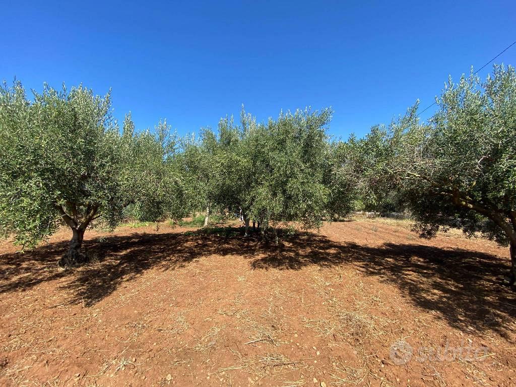 Terreno di 1680 m² a Terrasini - Vista 5