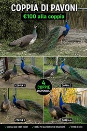 Coppie di pavoni