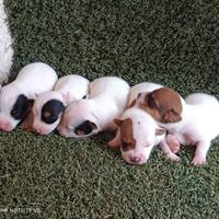 Cuccioli jack Russell