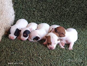 Cuccioli jack Russell