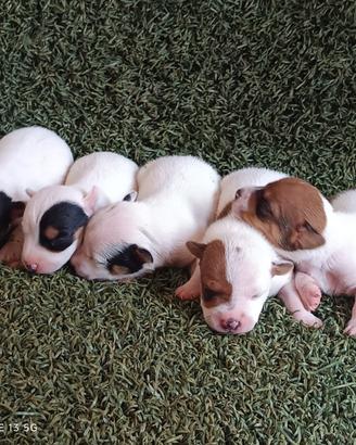 Cuccioli jack Russell