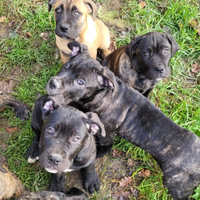 Cuccioli cane corso MOLTO affettuosi