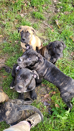 Cuccioli cane corso MOLTO affettuosi