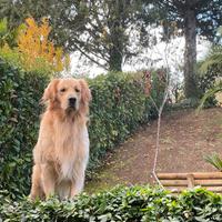 Monta - Golden Retriever Inglese con Pedigree ENCI