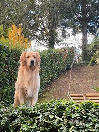 Monta - Golden Retriever Inglese con Pedigree ENCI