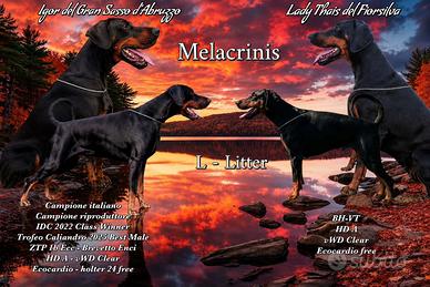 Dobermann cuccioli alta genealogia