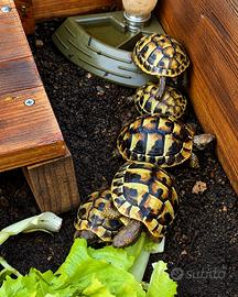 Tartarughe di terra