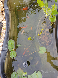 Pesci rossi carassi carpe e koi