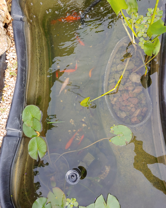 Pesci rossi carassi carpe e koi