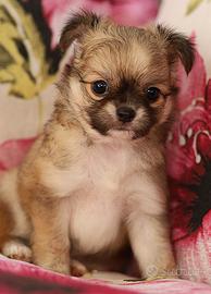 Maschietto chihuahua enci