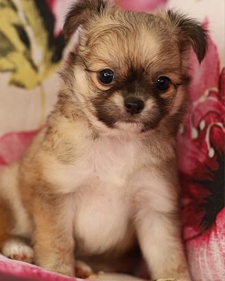 Maschietto chihuahua enci