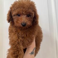 Cuccioli barboncini toy red 2 maschi e 1 femmina