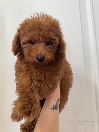 Cuccioli barboncini toy red 2 maschi e 1 femmina