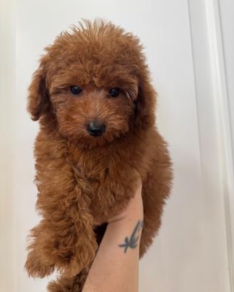 Cuccioli barboncini toy red 2 maschi e 1 femmina