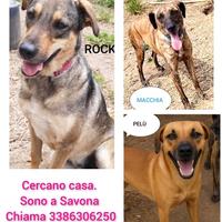3 cuccioloni aspettano famiglia
