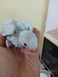Pulli di parrocchetto dal collare
