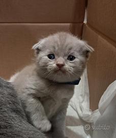 Scottish straight/fold