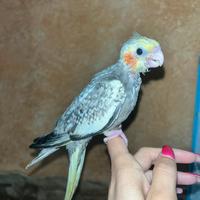 Calopsita