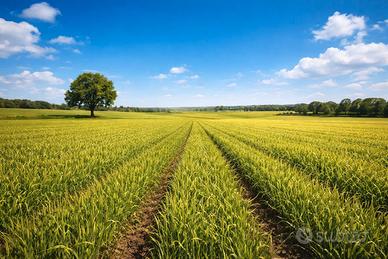 Terreni agricoli