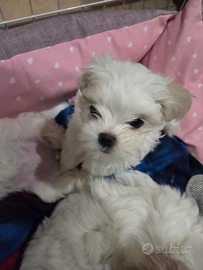 Cucciolo di maltese