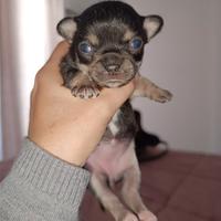 Chihuahua toy femmine