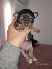 Chihuahua toy femmine