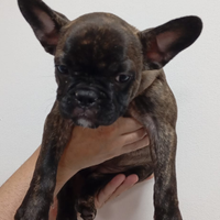 Bulldog francese nero tigrata cucciolai