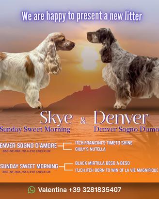 Cuccioli cocker spaniel ?