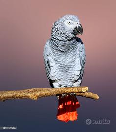 Cenerino pappagallo 3 mesi