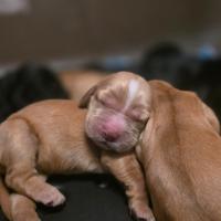 Cuccioli di Cocker meravigliosi