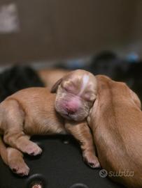 Cuccioli di Cocker meravigliosi