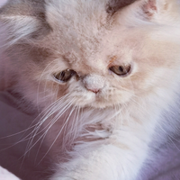 Cuccioli di Gatto Persiano