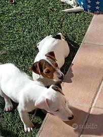 Cane jack russell