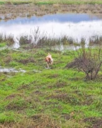 Bracca Italiana da caccia