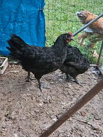 Pulcinotti di australorp