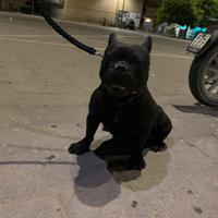 Bulldog francese per monta