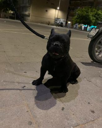 Bulldog francese per monta