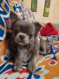 Chihuahua